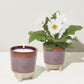 Glow & Grow Kits