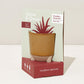 Glow & Grow Kits