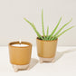 Glow & Grow Kits