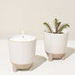 Glow & Grow Kits