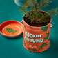 Seasonal Complimentary Colors Grow Kits