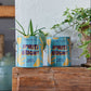 Seasonal Complimentary Colors Grow Kits