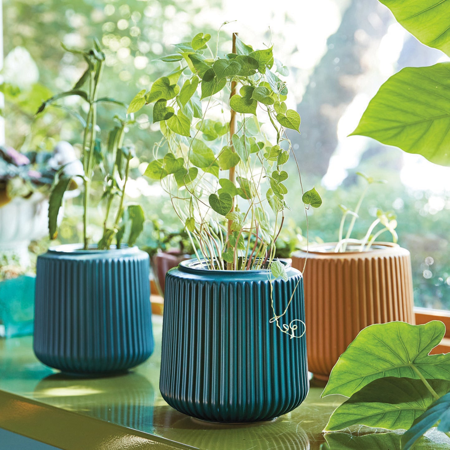 Flower Grow Kits