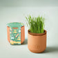 Pet Tiny Terracotta Grow Kits