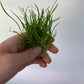 Lilaeopsis Brasiliensis/Micro sword