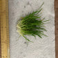 Lilaeopsis Brasiliensis/Micro sword