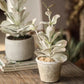 Realistic Green Plant in Ceramic Pot