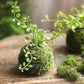 Mossy Meadow Foam Ball