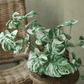 Rama de raíz de Monstera variegada – 17.3"