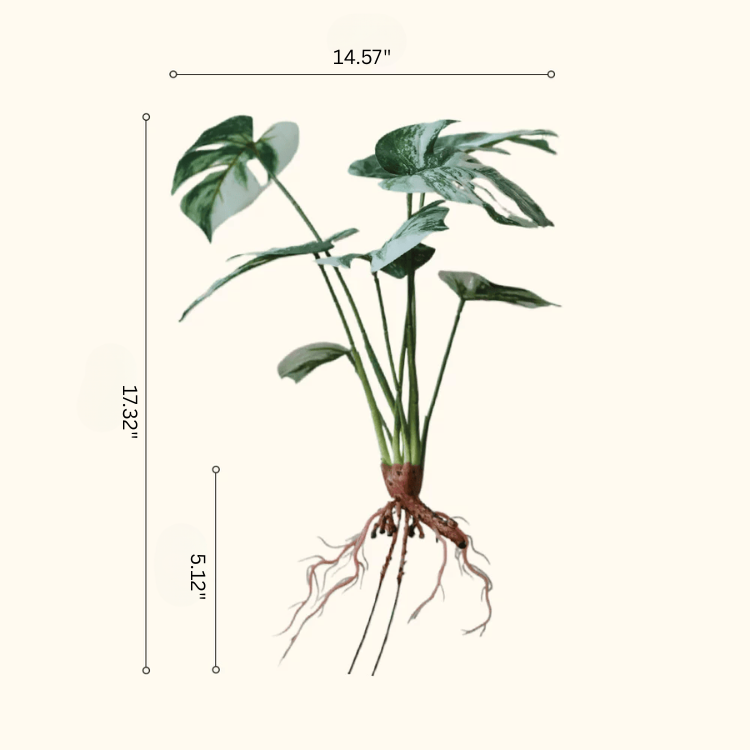 Rama de raíz de Monstera variegada – 17.3"