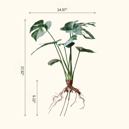 Rama de raíz de Monstera variegada – 17.3"