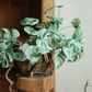 Rama de raíz de Monstera variegada – 17.3"