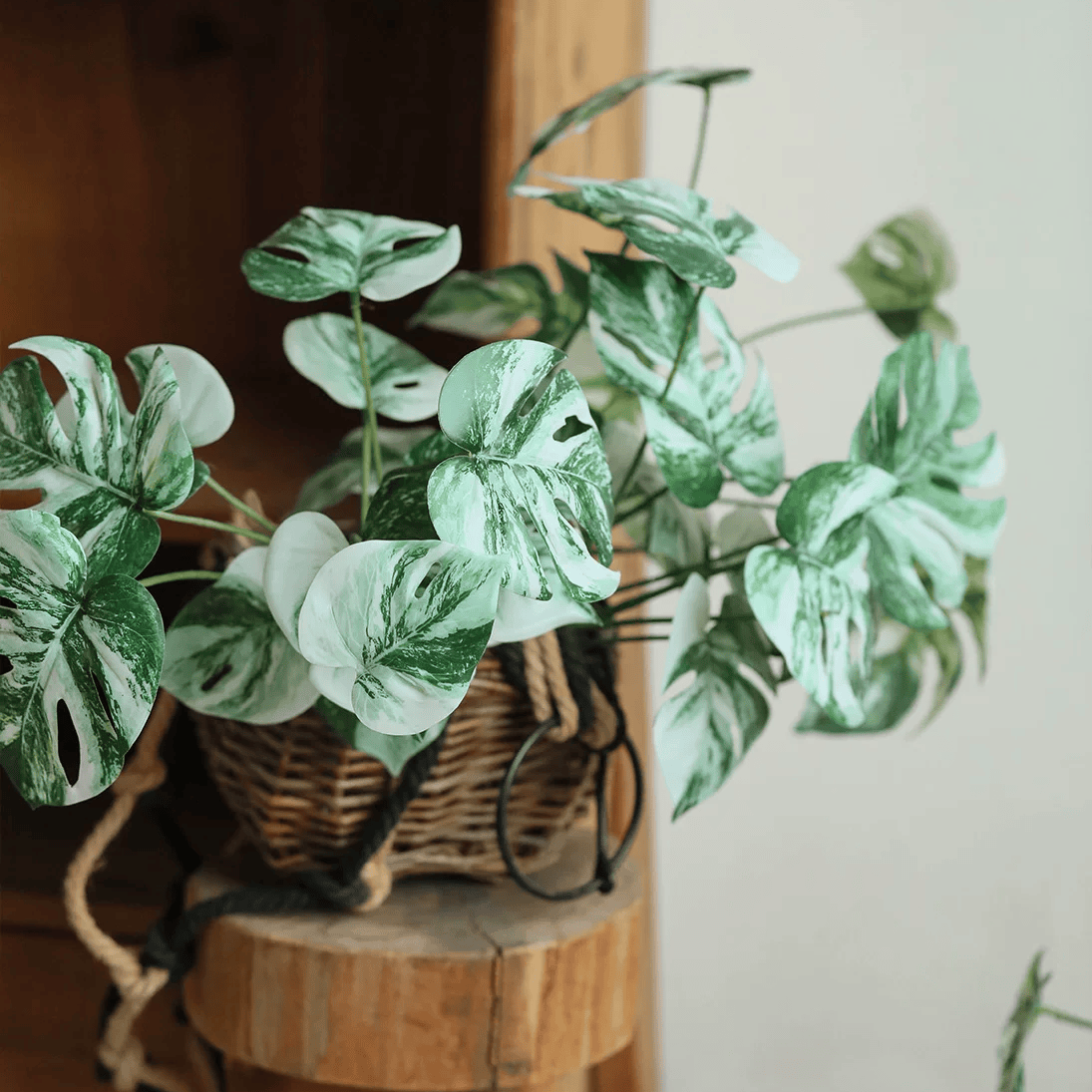 Rama de raíz de Monstera variegada – 17.3"