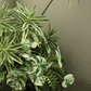 Rama de raíz de Monstera variegada – 17.3"