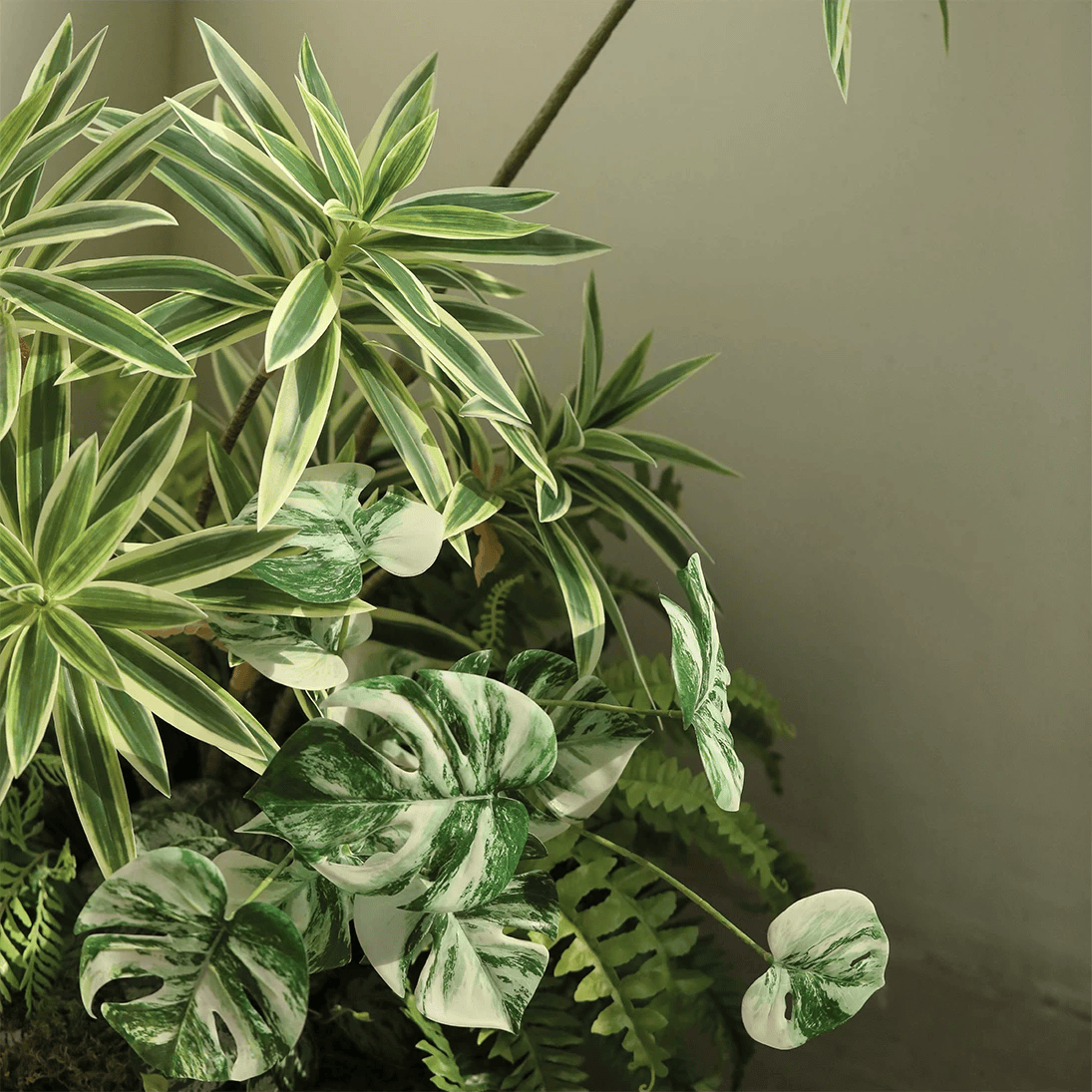 Rama de raíz de Monstera variegada – 17.3"