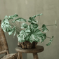 Rama de raíz de Monstera variegada – 17.3"