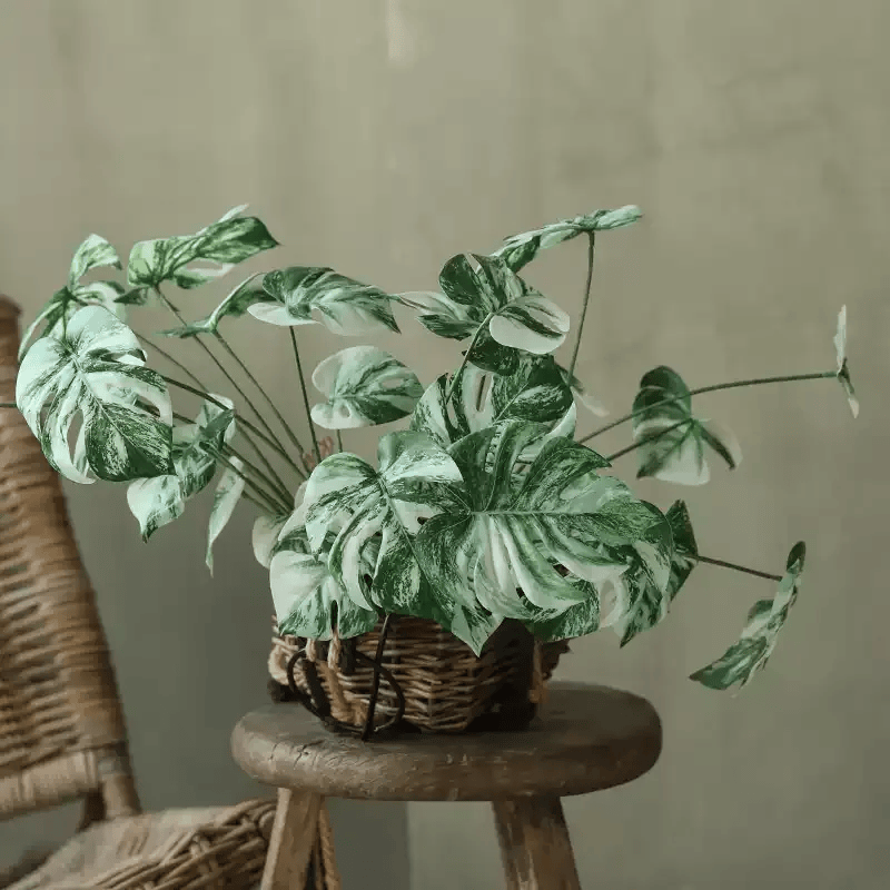 Rama de raíz de Monstera variegada – 17.3"