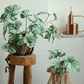 Rama de raíz de Monstera variegada – 17.3"