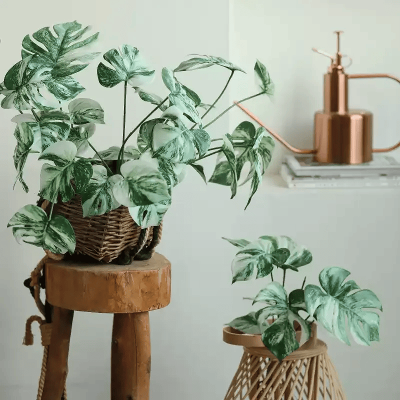 Rama de raíz de Monstera variegada – 17.3"