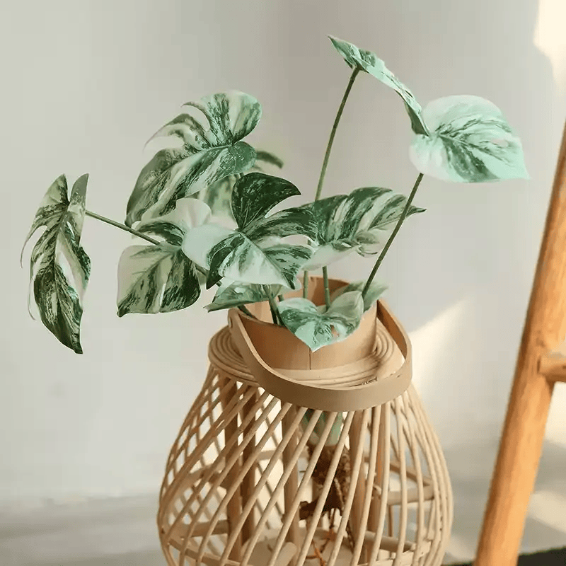 Rama de raíz de Monstera variegada – 17.3"