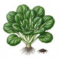 MUSTARD Seeds, Tatsoi