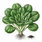 MUSTARD Seeds, Tendergreen