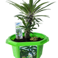 Matt 'The Mini Palm' Madagascar Micro Dome Terrarium
