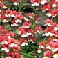 50 RED & WHITE NEMESIA Strumosa Danish Flag Fragrant Bicolor Flower Seeds