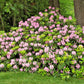 50 MIXED HYBRIDS RHODODENDRON spp. Mixed Colors - Red, Pink, Purple, White, Yellow, Orange Flower Sun or Shade Bush Shrub Seeds