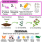 Medium Red Clover Seed