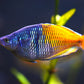 Boesemani rainbowfish