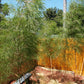 10 MEXICAN WEEPING BAMBOO Otatea Acuminata Rare Seeds