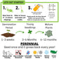 Micro Clover Seed