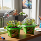 Fred 'The Ferocious' Flytrap Micro Dome Terrarium