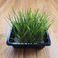 Wheatgrass Cat Grass Microgreens Seeds