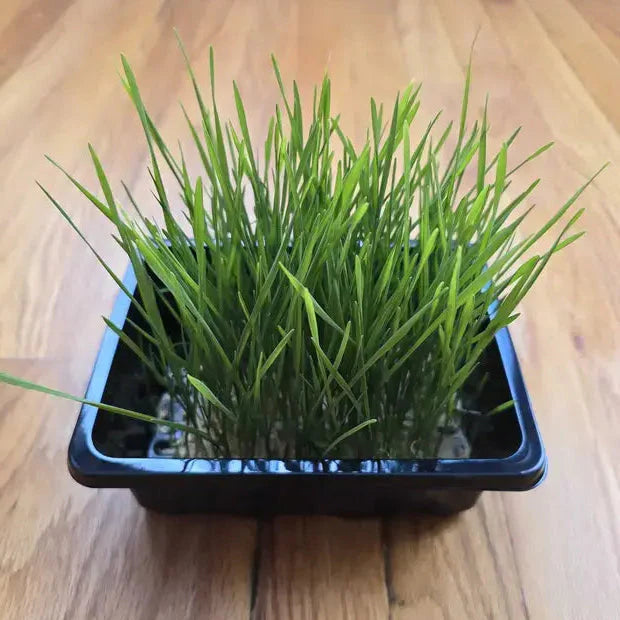 Wheatgrass Cat Grass Microgreens Seeds
