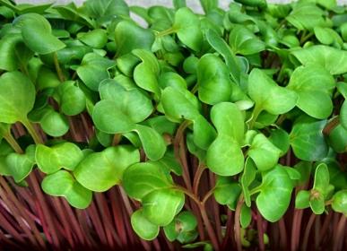Rábano para microgreens