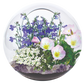 Fairy Triad Glass Terrarium Seed Starting Kit