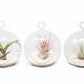Mini Hanging Flat Bottom Beach Terrariums with White or Black Sand