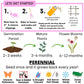 English Daisy 'Mixed' Seed Pouch