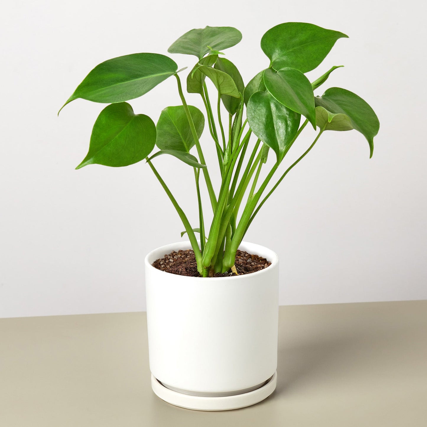 Monstera 'Split-Leaf' I  These plants have glossy, heart shaped leaves which develops its unique splits 