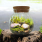 MossBowl- Grow Your Own Beautiful Moss Garden, Complete Kit Come with 3 Mosses!