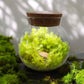 MossBowl- Grow Your Own Beautiful Moss Garden, Complete Kit Come with 3 Mosses!