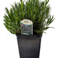 Lavanda inglesa Munstead - Planta viva de 2,5 cuartos de galón para jardín