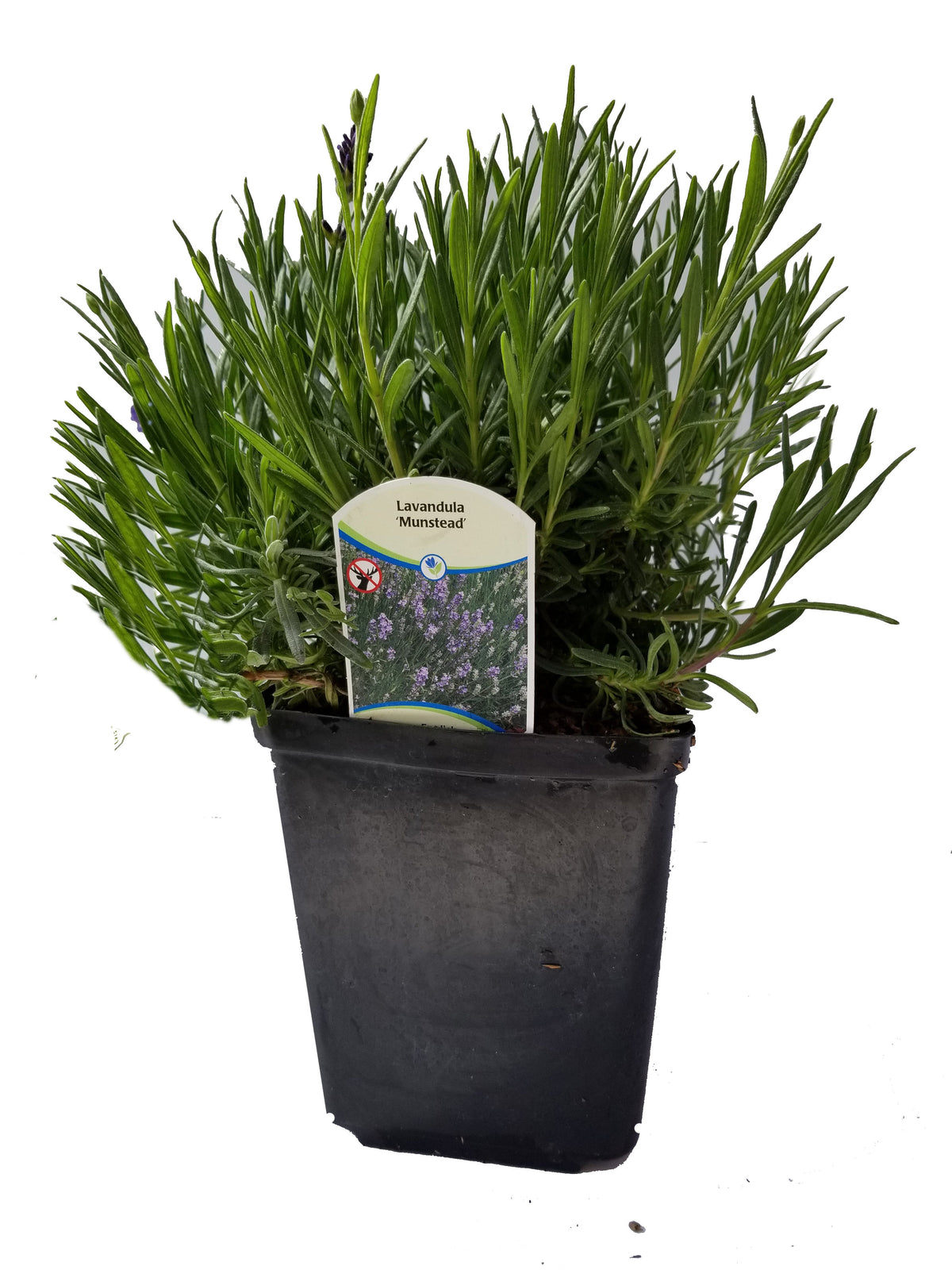 Lavanda inglesa Munstead - Planta viva de 2,5 cuartos de galón para jardín