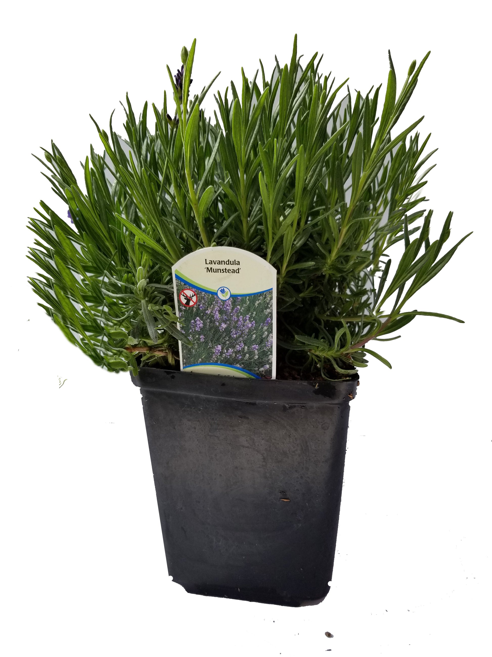 English Lavender Plant Munstead