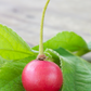 Strawberry Tree, Red (Muntingia calabura)