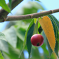 Strawberry Tree, Red (Muntingia calabura)