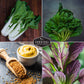 Mustard & Asian Greens Seed Collection – 4 Heirloom Non-GMO Varieties: Tatsoi, Southern Giant, Giant Red & Pak Choi for Year-Round Garden Harvests