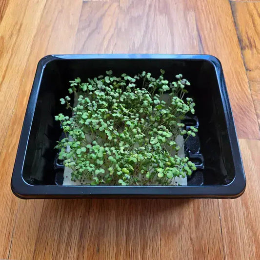 Mustard Microgreens Seeds